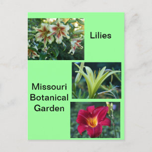 Cartão Postal Lírios no Jardim Botânico do Missouri