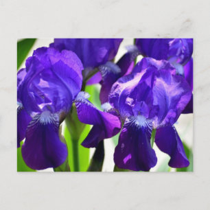 Cartão Postal Lírios Roxos Flor de Íris