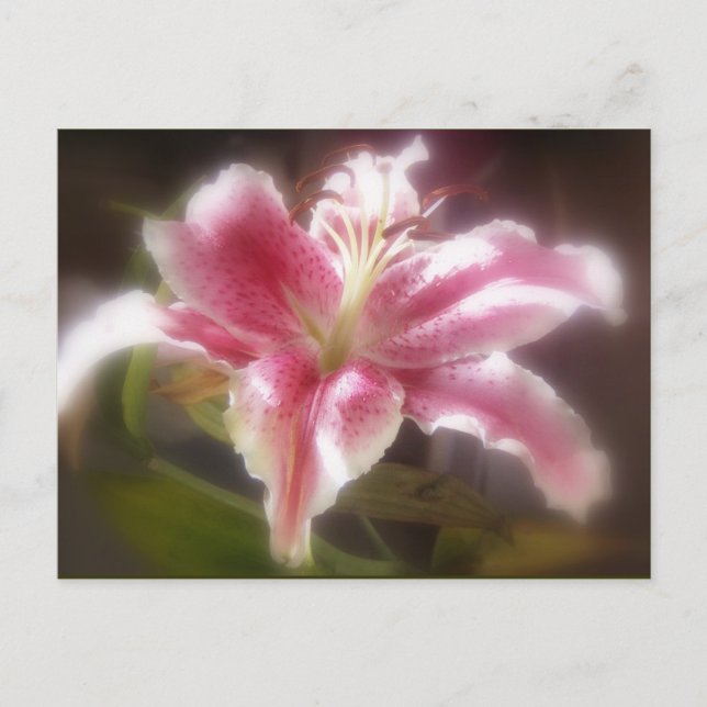 Cartão Postal Lírios Stargazer #14 (Frente)