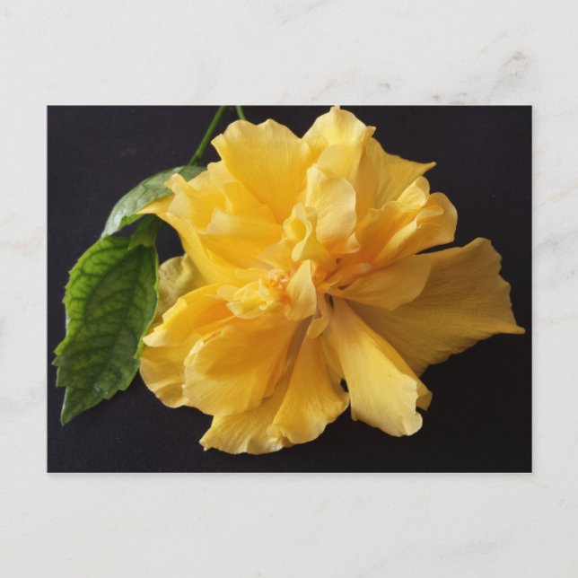 Cartão Postal Lisa 1 - brainfarte educado (Frente)