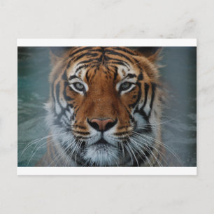 Cartão Postal Listras de Gato Tigre Nevoeiro da Selva Animal