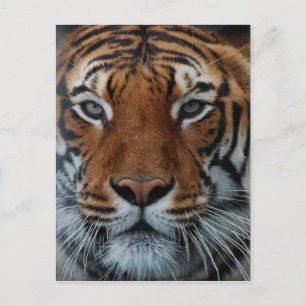 Cartão Postal Listras de Gato Tigre Nevoeiro da Selva Animal