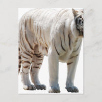 Listras de gato tigre personalizam aniversários de