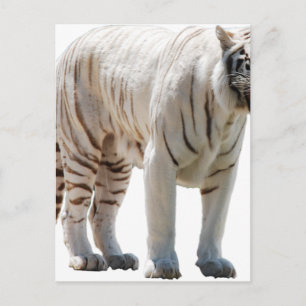 Cartão Postal Listras de gato tigre personalizam aniversários de