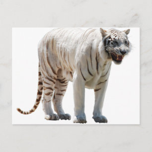 Cartão Postal Listras de gato tigre personalizam aniversários de