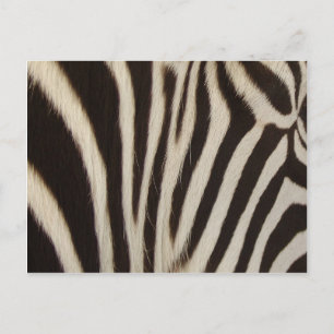 Cartão Postal Listras de Z