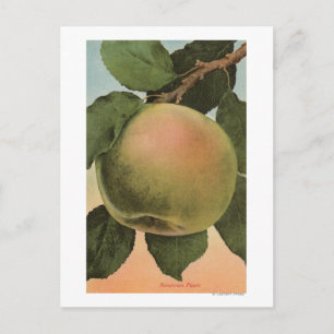 Cartão Postal Lítio de Cromo fruta de Newtown Pippen