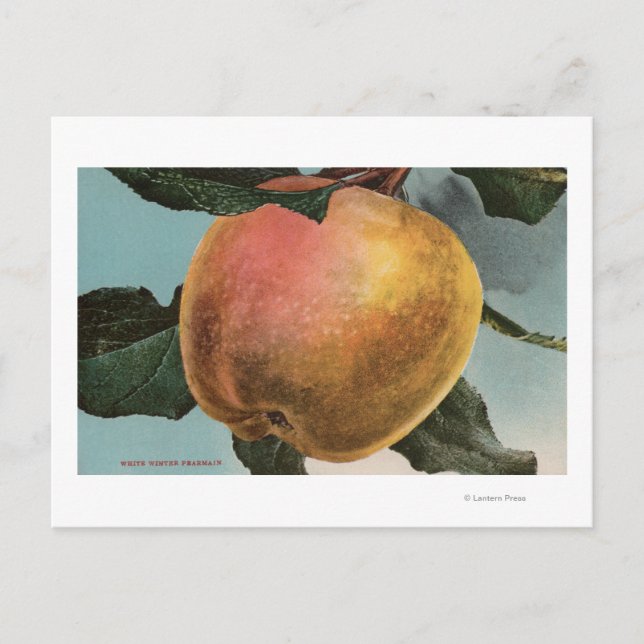 Cartão Postal Litógrafo fruta Cromo de Pearmain White Winter (Frente)
