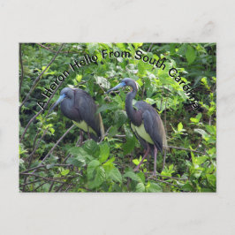 Cartão Postal Little Blue Heron Posta Card Carolina do Sul