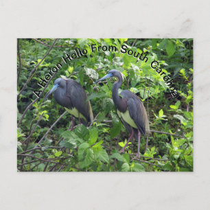 Cartão Postal Little Blue Heron Posta Card Carolina do Sul