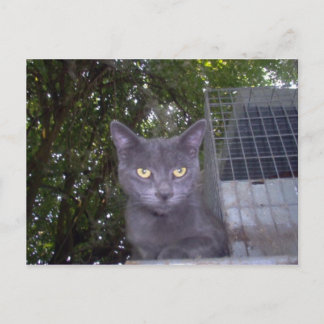 Cartão Postal Little Boy Blue