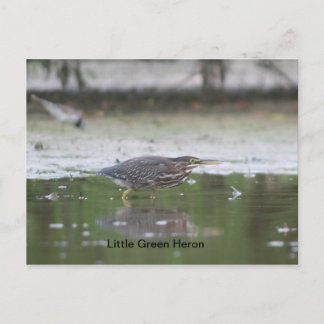 Cartão Postal Little Green Heron