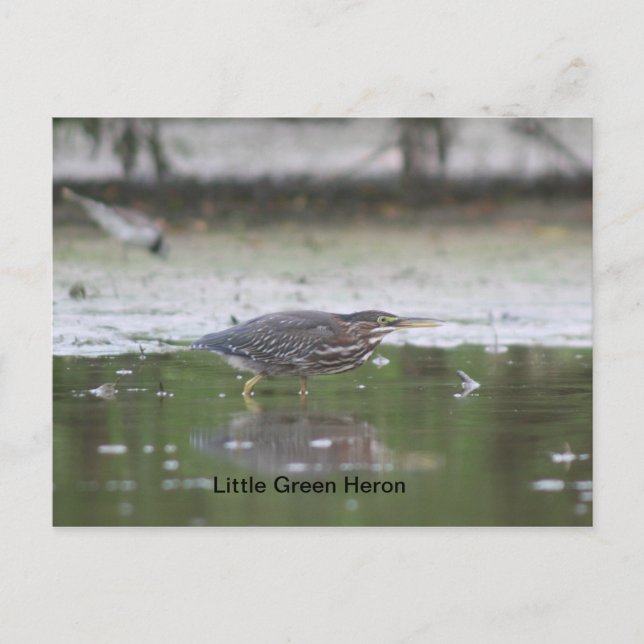 Cartão Postal Little Green Heron (Frente)