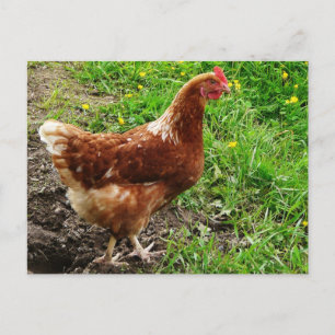 Cartão Postal Little Red Chicken - Camada de Ovos de Intervalo L