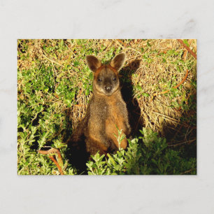 Cartão Postal Little Wallaby