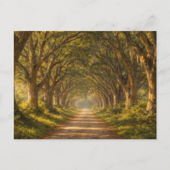 Cartão Postal Live Oak Path | Landscape | Postcard (Frente)