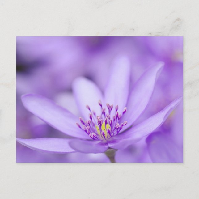 Cartão Postal Liverleaf (Frente)