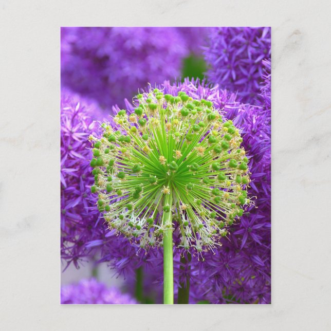 Cartão Postal Lixeira (Frente)