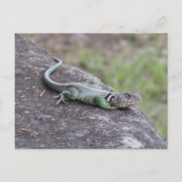 Cartão Postal Lizard
