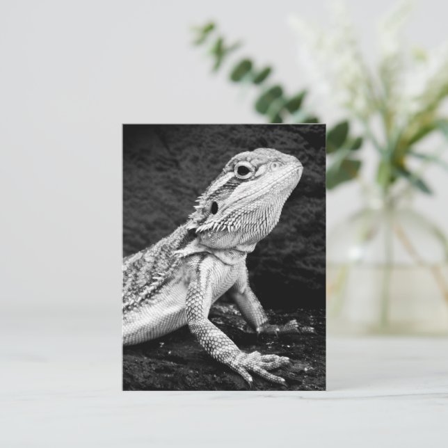 Cartão Postal Lizard (Em pé/Frente)