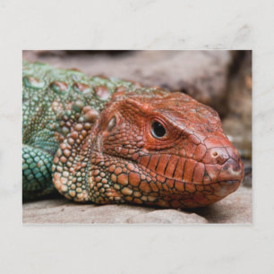 Cartão Postal Lizard