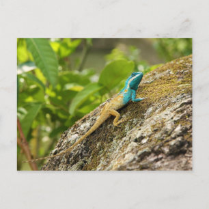 Cartão Postal Lizard Calotes Místáceos Deprimidos de Azul