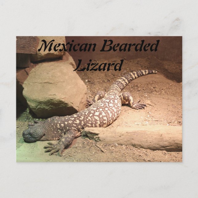 Cartão Postal Lizard carreado mexicano (Frente)