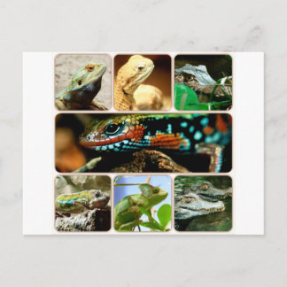 Cartão Postal Lizard Collage