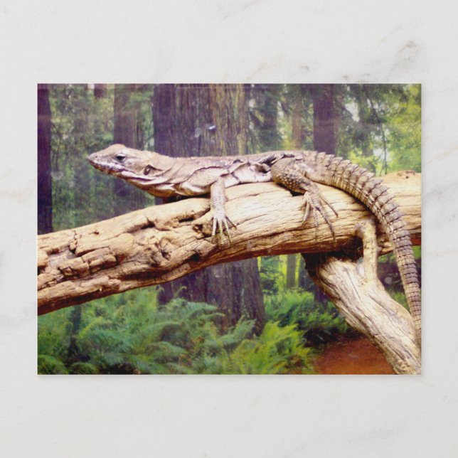 Cartão Postal Lizard de Cauda Clubbed (Frente)