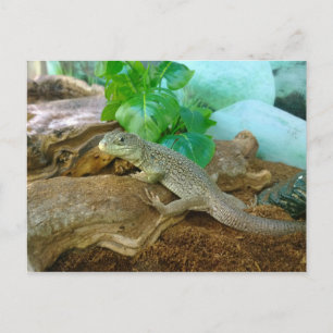 Cartão Postal Lizard num Terrarium