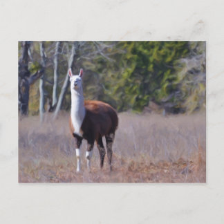Cartão Postal Llama
