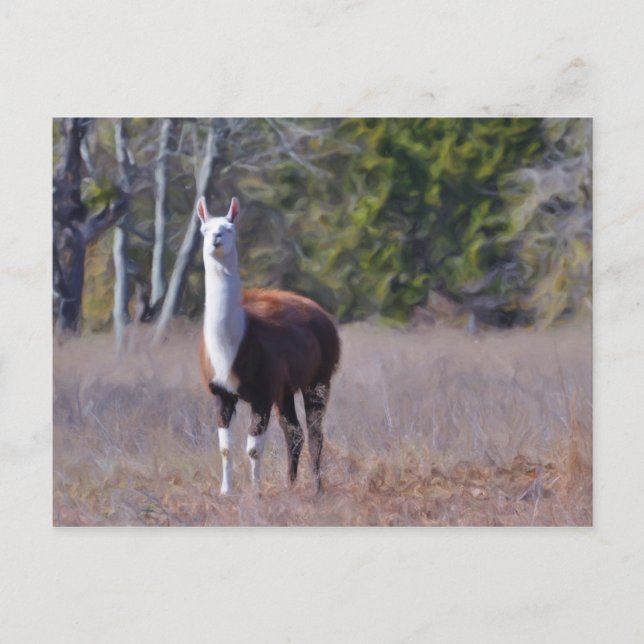 Cartão Postal Llama (Frente)