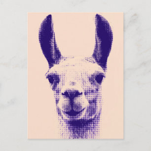 Cartão postal Llama