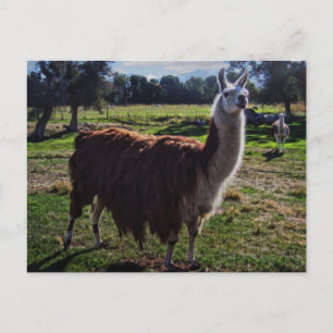 Cartão Postal Llama