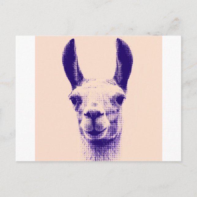 Cartão Postal Llama (Frente)