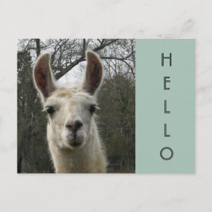 Cartão postal Llama Hello