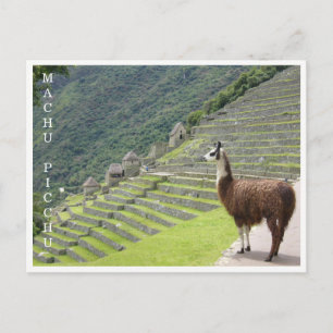 Cartão Postal llama machu picchu