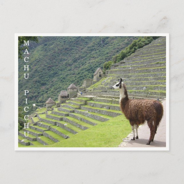 Cartão Postal llama machu picchu (Frente)
