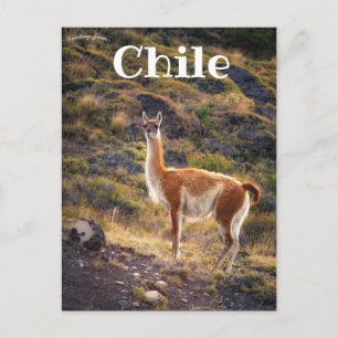 Cartão Postal Llama no Chile