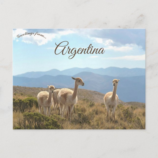 Cartão Postal Llamas in Humahuaca Argentina (Frente)