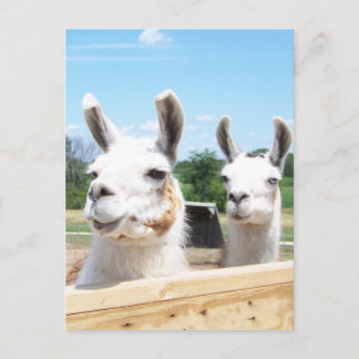 Cartão Postal Llamas Postcard