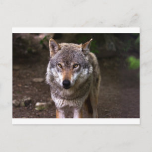 Cartão Postal lobo