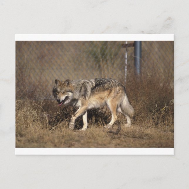 Cartão Postal Lobo (Frente)