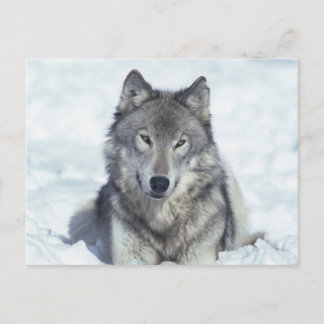 Cartão Postal Lobo