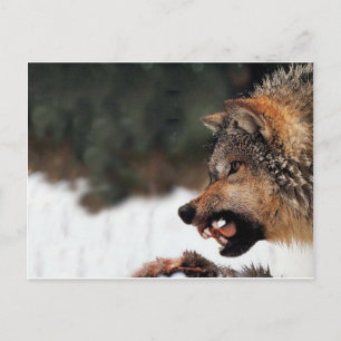 Cartão Postal Lobo