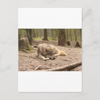 Cartão Postal Lobo Animal Paz Amor Natureza Selvagem