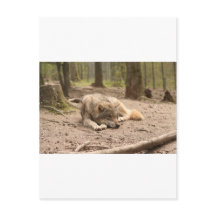 Lobo Animal Paz Amor Natureza Selvagem