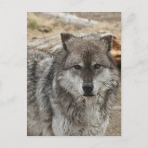 Cartão Postal lobo animal rosto olhos canino floresta zoológico
