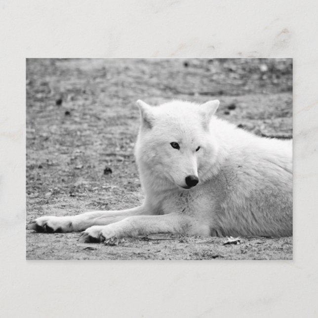 Cartão Postal Lobo ártico - lobo branco (Frente)