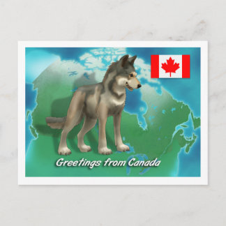 Cartão Postal Lobo Canadiano